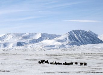 Eagle Hunter Migration -2019 Eagle Hunter Migration | Mongolia | Whistling Arrow