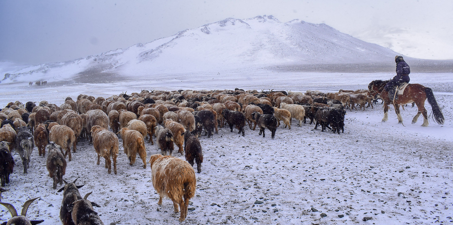 Following the herd! Nomadic Winter Migration | Mongolia | Whistling Arrow