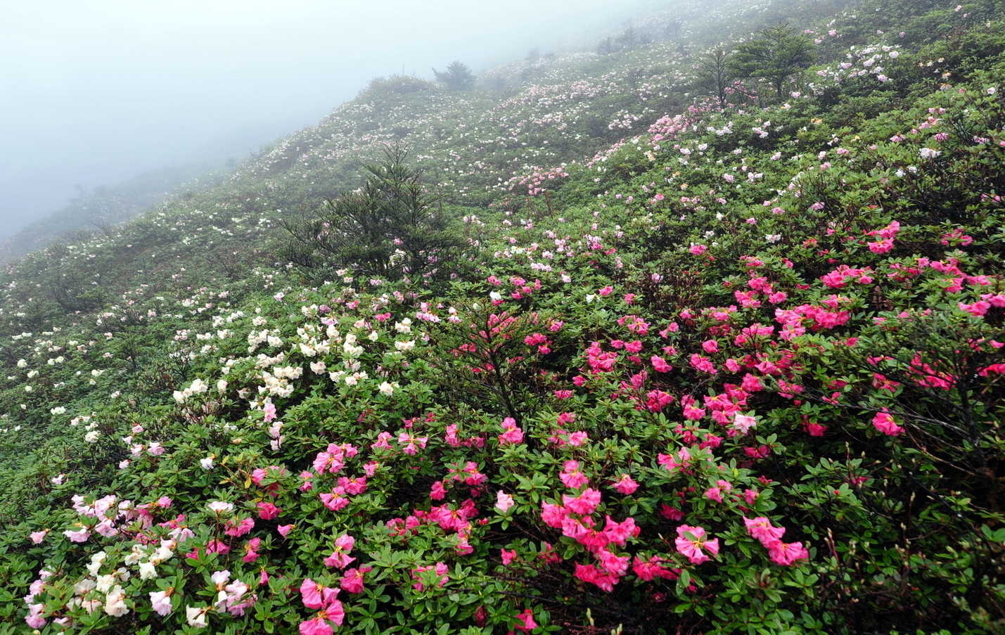 Rhododendron Trek | Whistling Arrow