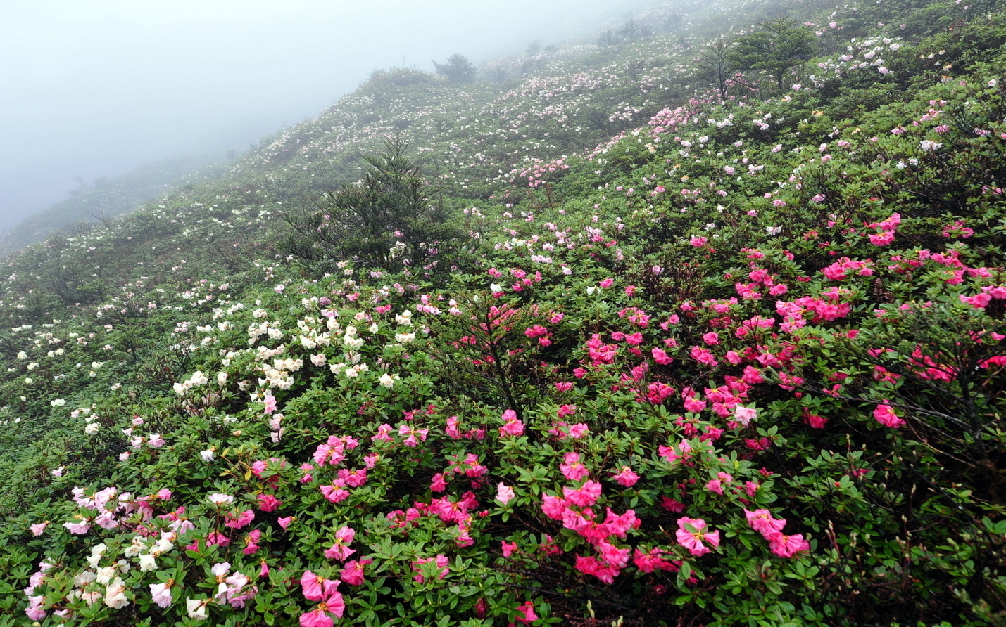 Rhododendrons in full bloom. 2020 Rhododendron Trek | Whistling Arrow