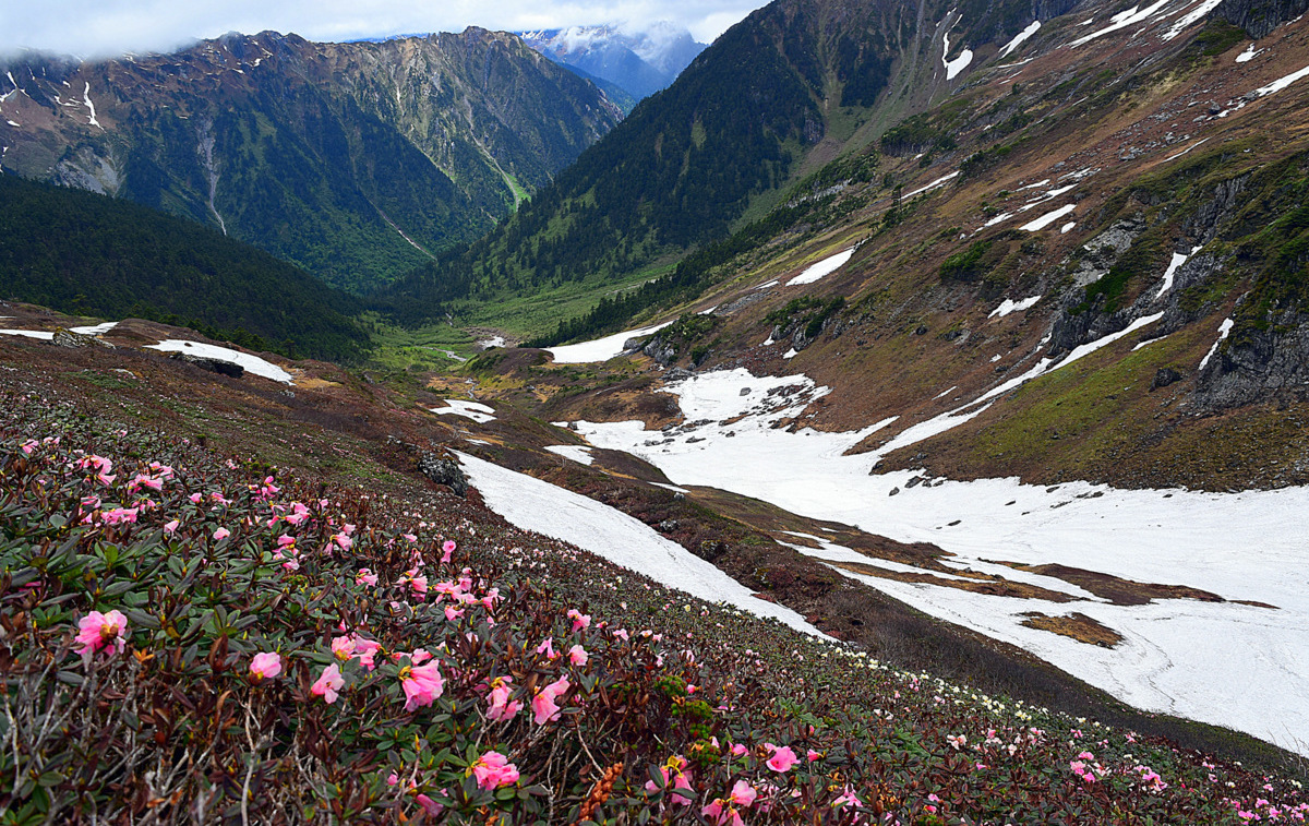 Botanical Expedition | Western China