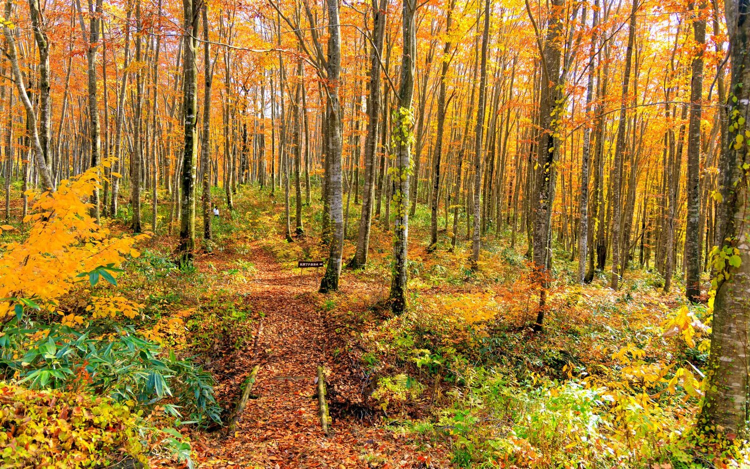 Best Autumn Trek In Japan | Whistling Arrow